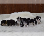 Small Photo #25 Pembroke Welsh Corgi Puppy For Sale in SOULSBYVILLE, CA, USA