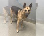 MAX - Male German Shepherd Dog-Unknown Mix Dog for Adoption - Small photo