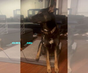 GRU - Male Australian Kelpie-German Shepherd Dog Mix Dog for Adoption - Photo #3