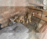 Puppy Lil Ronnie Doberman Pinscher