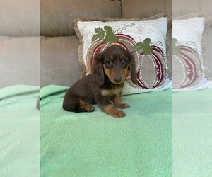 Dachshund Puppy for sale in STELLA, MO, USA