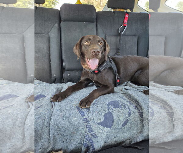 Medium Photo #5 Labrador Retriever Puppy For Sale in New Castle, DE, USA