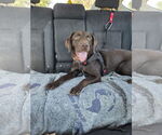 Small #4 Labrador Retriever
