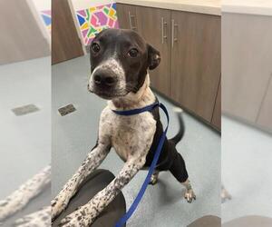 Mutt Dogs for adoption in Baytown, TX, USA