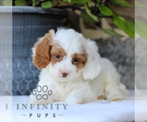 Cavapoo Puppy for sale in EAST EARL, PA, USA