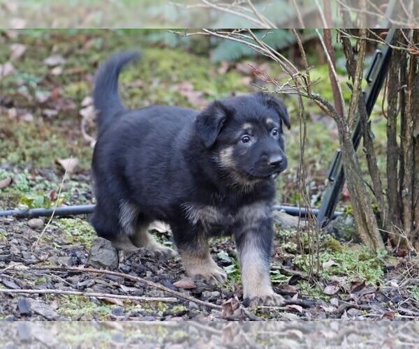 Medium Photo #6 German Shepherd Dog Puppy For Sale in CASTLE ROCK, WA, USA