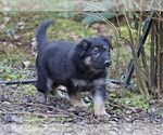 Small #5 German Shepherd Dog