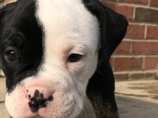 Olde English Bulldogge Puppy for sale in PEMBERVILLE, OH, USA