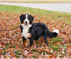 Mother of the Bernese Mountain Dog puppies born on 06/07/2026