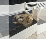 Small Photo #4 Labrador Retriever Puppy For Sale in GOODYEAR, AZ, USA