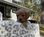 Puppy Ms Lite Pink English Cream Golden Retriever-Poodle (Toy) Mix
