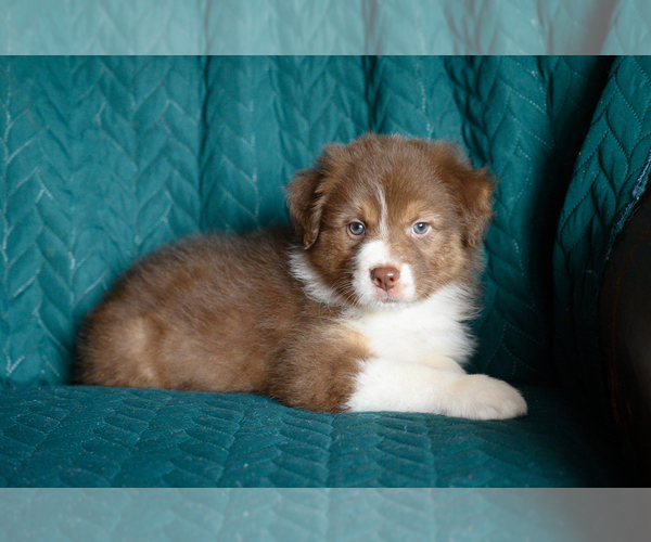 Medium Photo #1 Australian Shepherd Puppy For Sale in ROCKY MOUNT, VA, USA