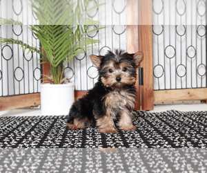 Yorkshire Terrier Puppy for sale in NAPLES, FL, USA