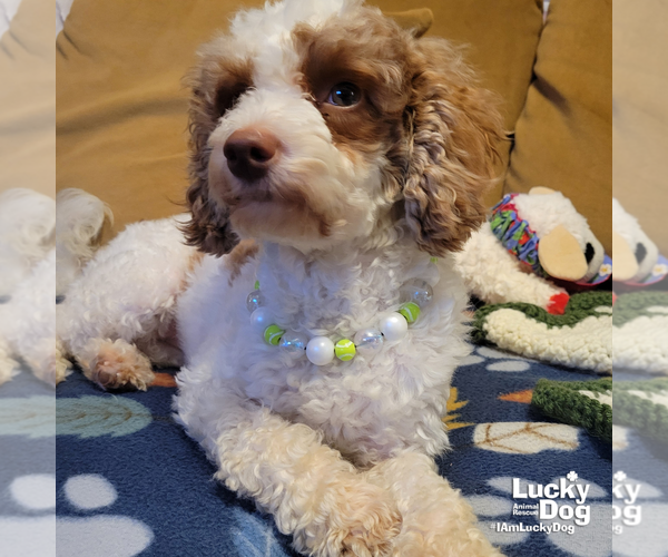 Medium Photo #2 Mutt Puppy For Sale in Washington, DC, USA