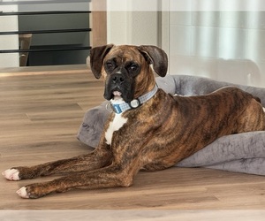 Father of the Boxer puppies born on 06/28/2026