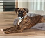 Small Photo #1 Boxer Puppy For Sale in COLORADO SPRINGS, CO, USA