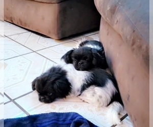 Pekingese Puppy for sale in ROSWELL, NM, USA