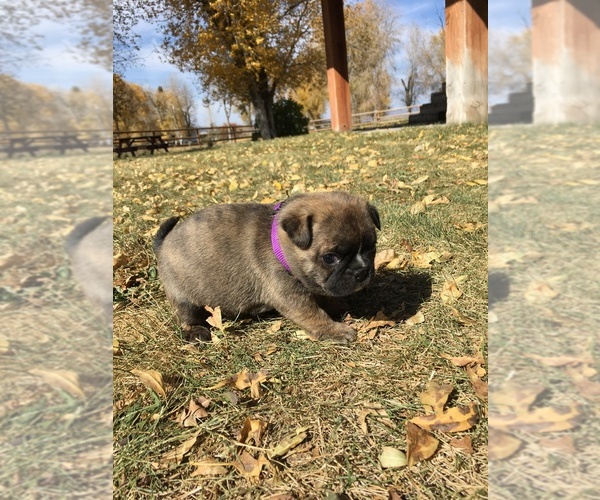 Medium Photo #6 Buggs Puppy For Sale in AFTON, WY, USA