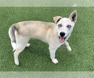 Huskies -Unknown Mix Dogs for adoption in Grand Prairie, TX, USA