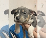 Small Photo #5 American Bully Puppy For Sale in ADELPHI, MD, USA