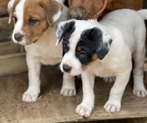 American Bulldog-Rottweiler Mix Puppy for sale in FALLS CHURCH, VA, USA