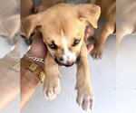 Small Black Mouth Cur Mix