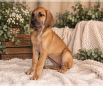 Puppy Dolly Great Dane