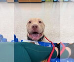 Frankie OâMalley    (2026) - Male Mutt Dog for Adoption - Small photo