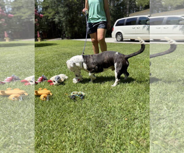 Medium Photo #4 Mutt Puppy For Sale in Yardley, PA, USA