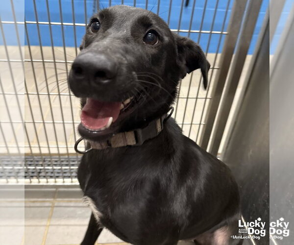 Medium Photo #6 Labrador Retriever-Unknown Mix Puppy For Sale in Washington, DC, USA