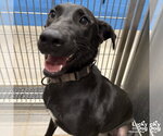 Small Photo #6 Labrador Retriever-Unknown Mix Puppy For Sale in Washington, DC, USA