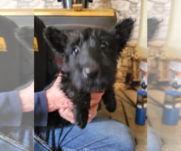 Full screen Photo #4 Scottish Terrier Puppy For Sale in NEOSHO, MO, USA