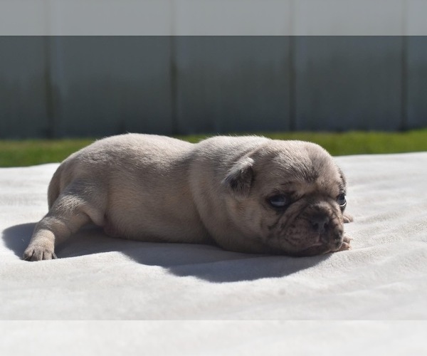 Medium Photo #6 Pug Puppy For Sale in PALM COAST, FL, USA
