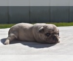 Maple - Female Pug Puppy for Sale - Photo #6