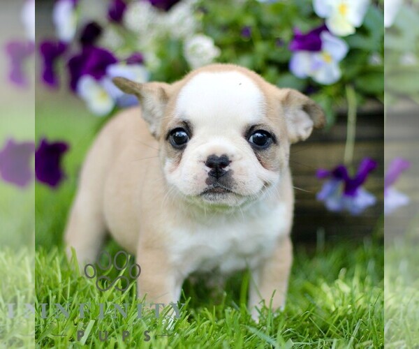 Medium Photo #1 French Bulldog Puppy For Sale in RONKS, PA, USA