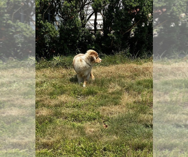 Medium Photo #4 Australian Shepherd Puppy For Sale in BROCKTON, MA, USA