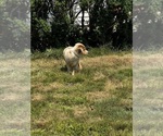 Small #3 Australian Shepherd