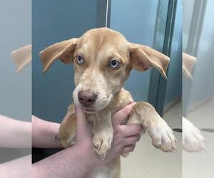 Mutt Dogs for adoption in Woodbury, NY, USA