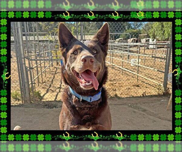 Medium Photo #4 Australian Kelpie Puppy For Sale in Ojai, CA, USA