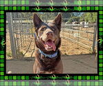 Small #3 Australian Kelpie