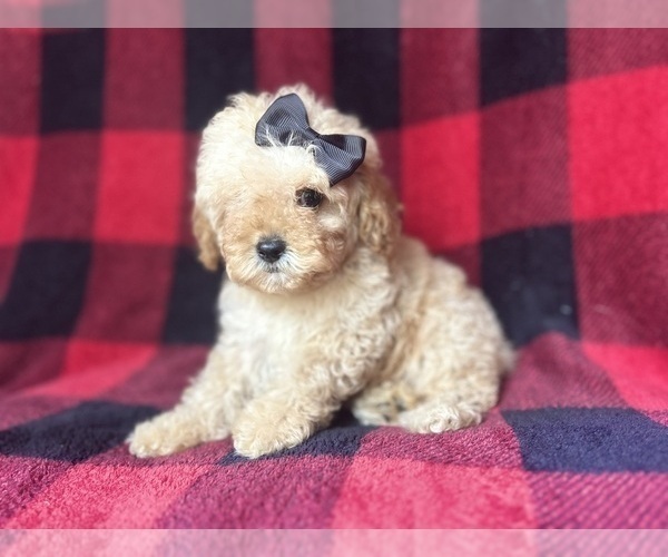 Medium Photo #5 Cock-A-Poo Puppy For Sale in LAKELAND, FL, USA