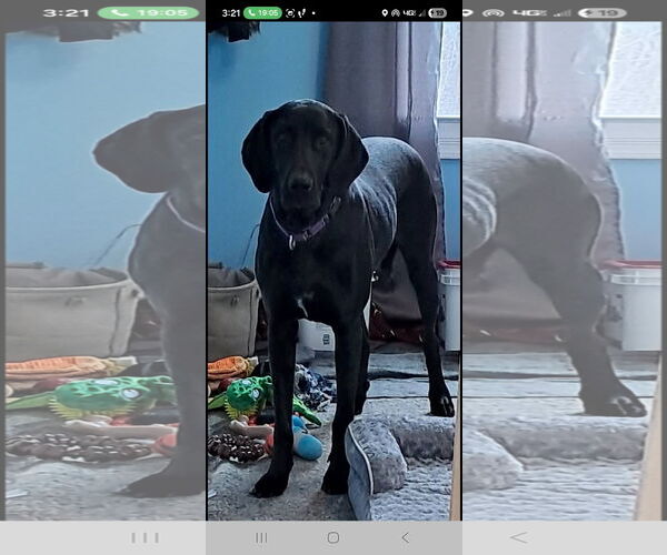 Medium Photo #2 Great Dane-Labrador Retriever Mix Puppy For Sale in Harrisburg, PA, USA