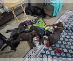 Puppy Blk  purple Labrador Retriever