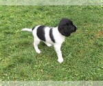 Small Photo #8 STABYHOUN Puppy For Sale in CASSADAGA, NY, USA
