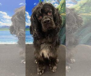 Cocker Spaniel Dogs for adoption in Westminster, MD, USA
