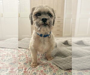 Oskar - Male Shih Apso Dog for Adoption - Photo #4