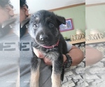 Small Photo #5 German Shepherd Dog Puppy For Sale in FLEISCHMANNS, NY, USA