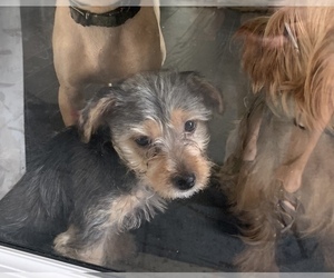 Biewer Terrier Puppy for sale in PENDLETON, IN, USA