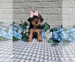 Small #4 Yorkshire Terrier