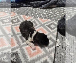 Akita Puppy for sale in HUTCHINSON, MN, USA